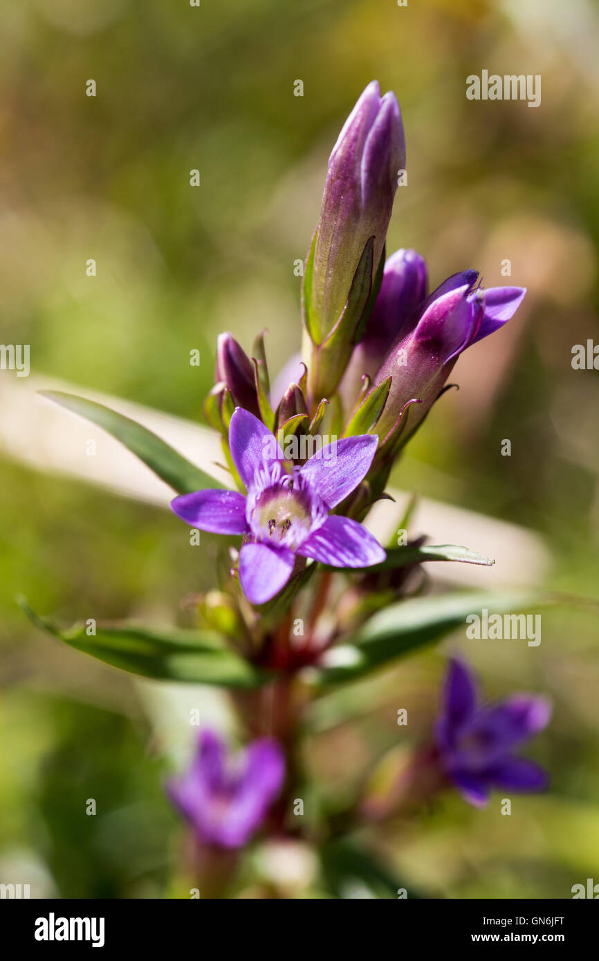 Herbst Enzian im Spätsommer Stockfoto