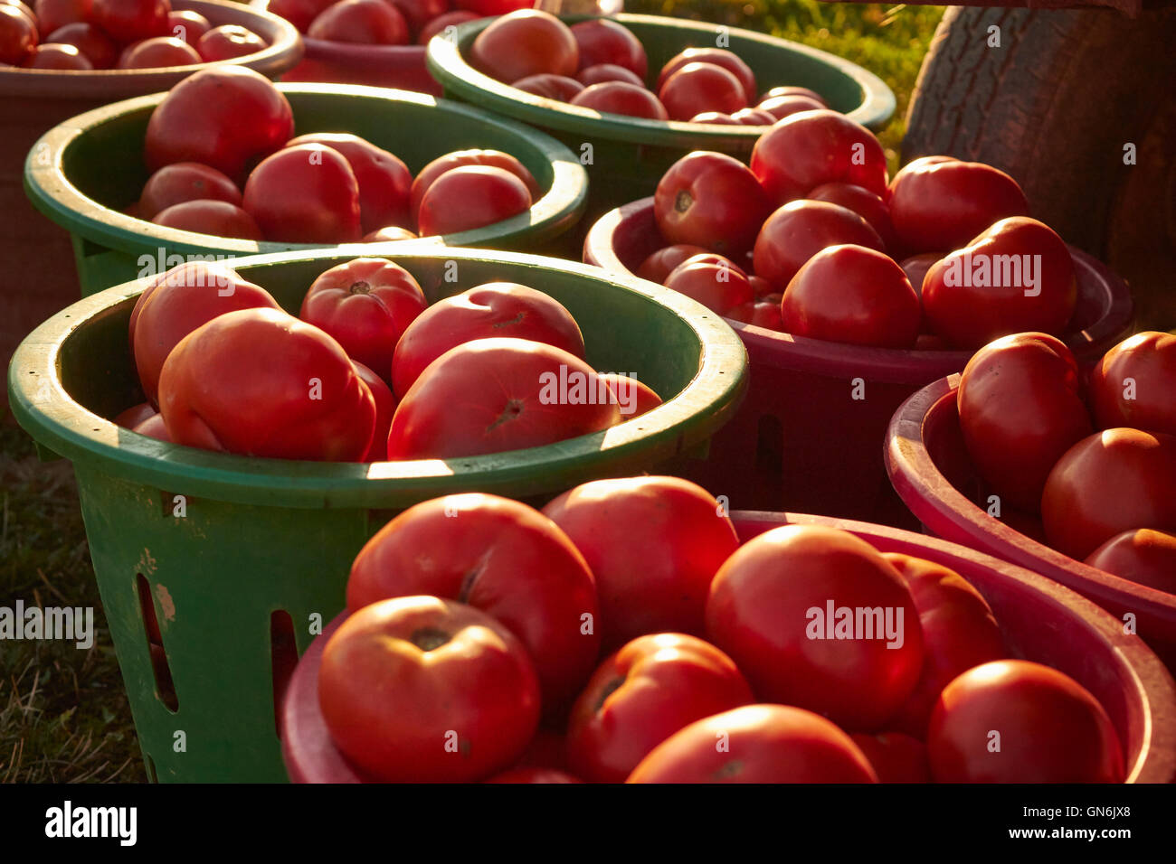 Körbe mit frischen, Reifen, Tomaten auf einem Bauernmarkt in Lancaster County, Pennsylvania Stockfoto