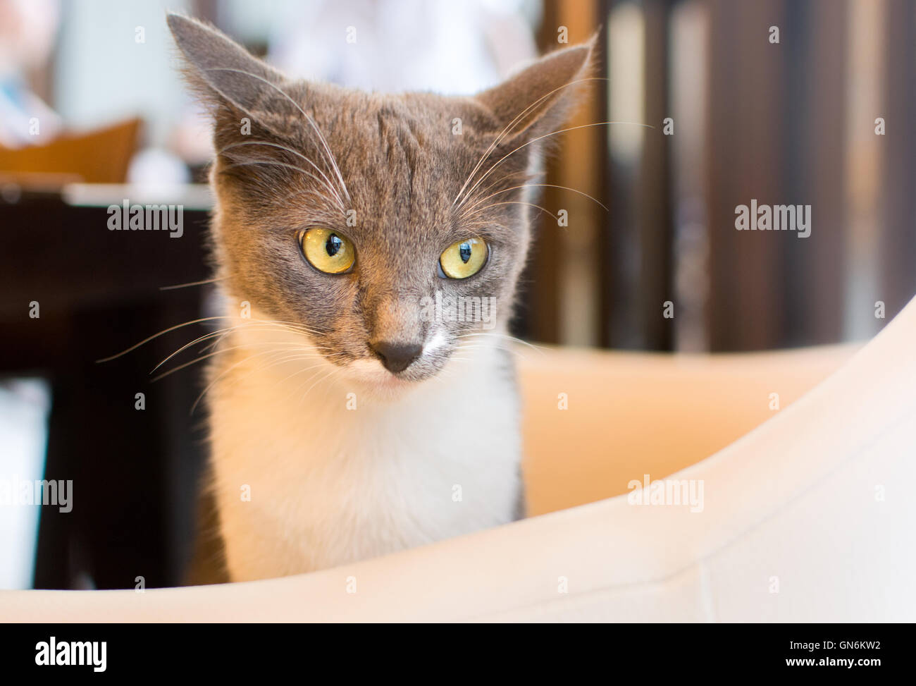 Süße Katze sitzend auf einem Stuhl restaurant Stockfoto