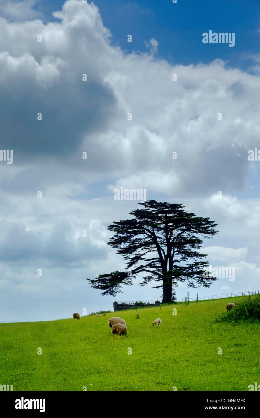 Parklandschaft mit Föhren und grasender Schafe in der Nähe von Blakeney Gloucestershire England UK. Im Sommer. Stockfoto