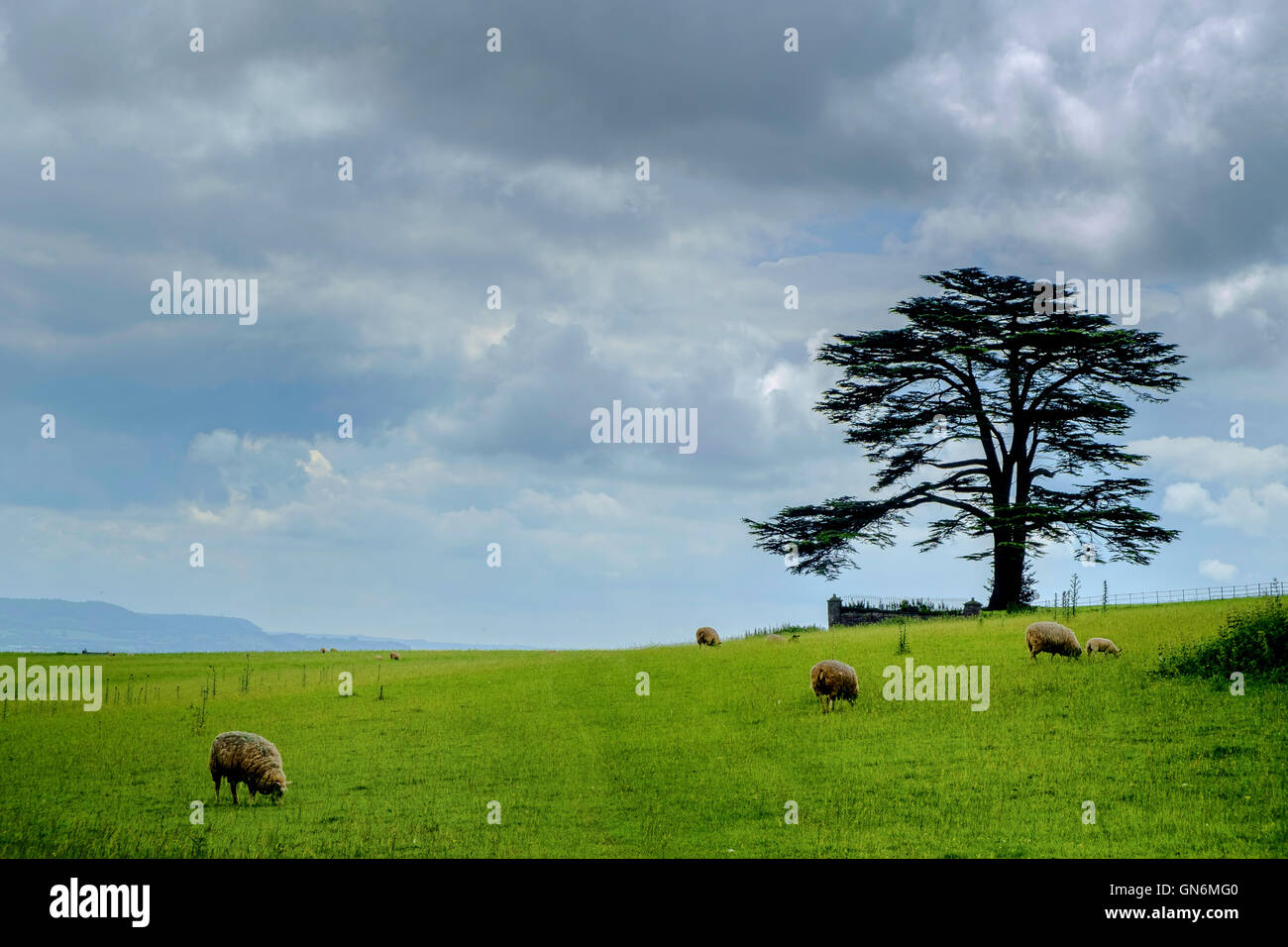 Parklandschaft mit Föhren und grasender Schafe in der Nähe von Blakeney Gloucestershire England UK. Im Sommer. Stockfoto