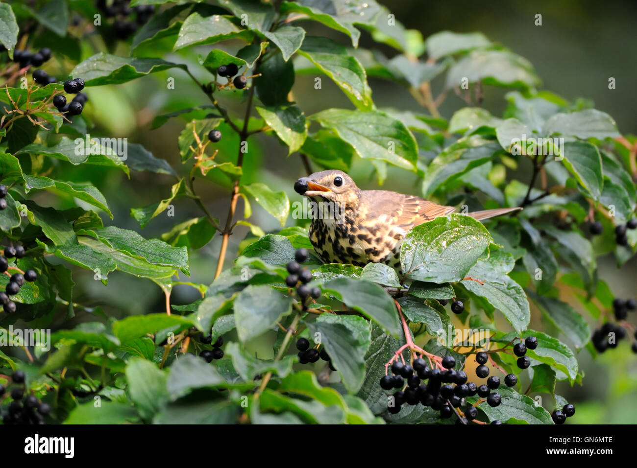 Singdrossel (Turdus Philomelos) Beere Bush früh am Morgen. Moscow Region, Russland Stockfoto