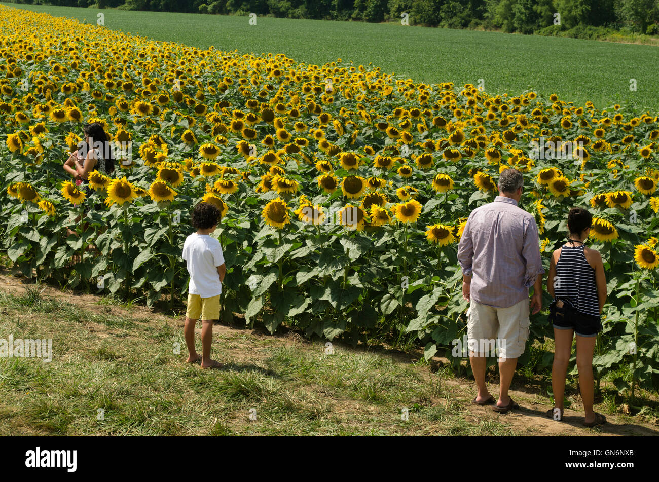 Menschen im Sonnenblumenfeld. Stockfoto