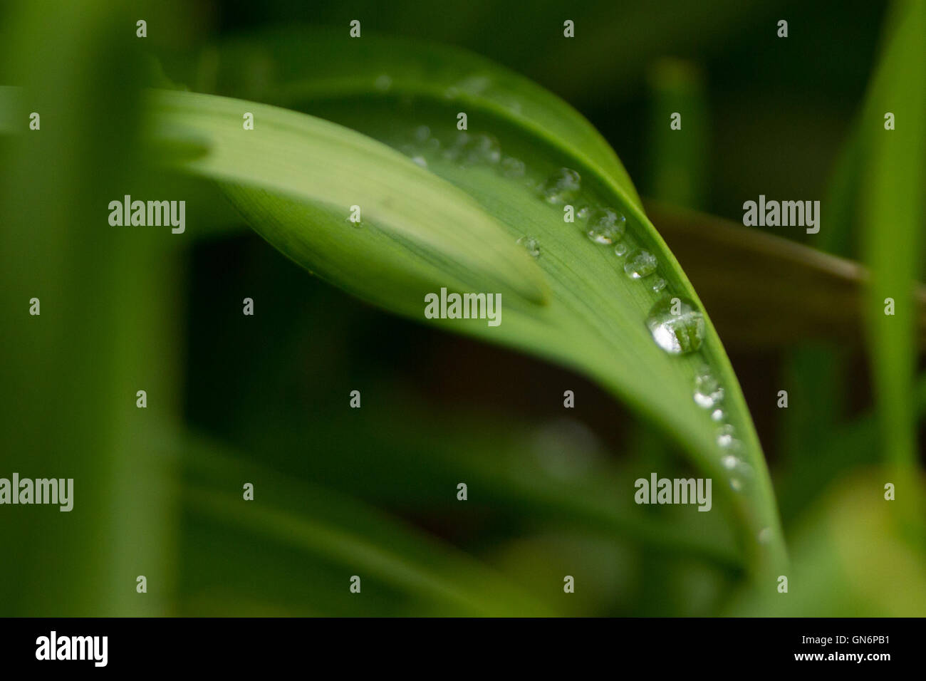 Wassertropfen auf einem Blatt Stockfoto