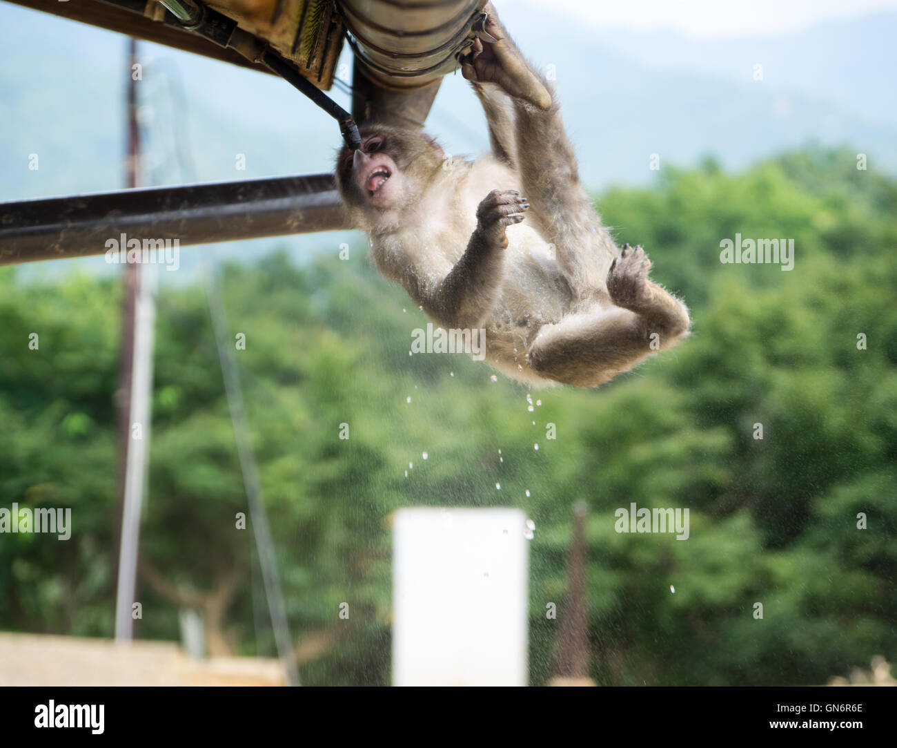 Affen, die auf der Suche nach Erfrischung Stockfoto