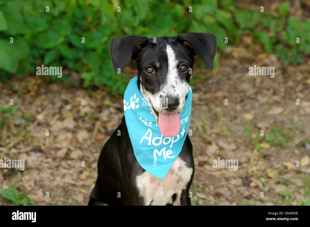 Hund Annahme ist ein Tierheim-Tier mit hell braune Augen und großen entzückenden Schlappohren, in der Hoffnung, von einer Person angenommen werden, Stockfoto
