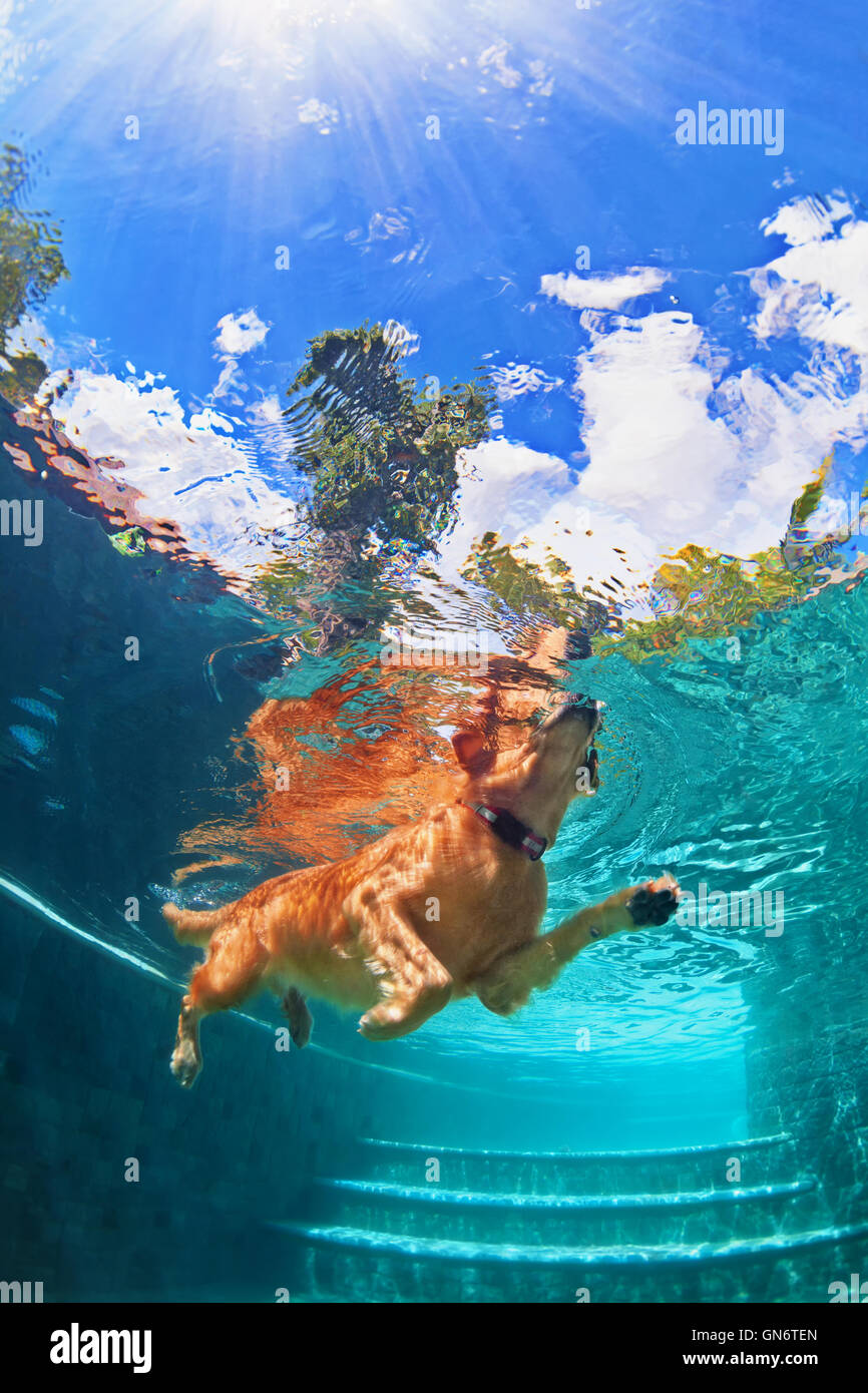 Lustige Unterwasserfoto golden Labrador Retriever Welpen im Pool Spielen mit Spaß - springen, tauchen tief nach unten. Stockfoto