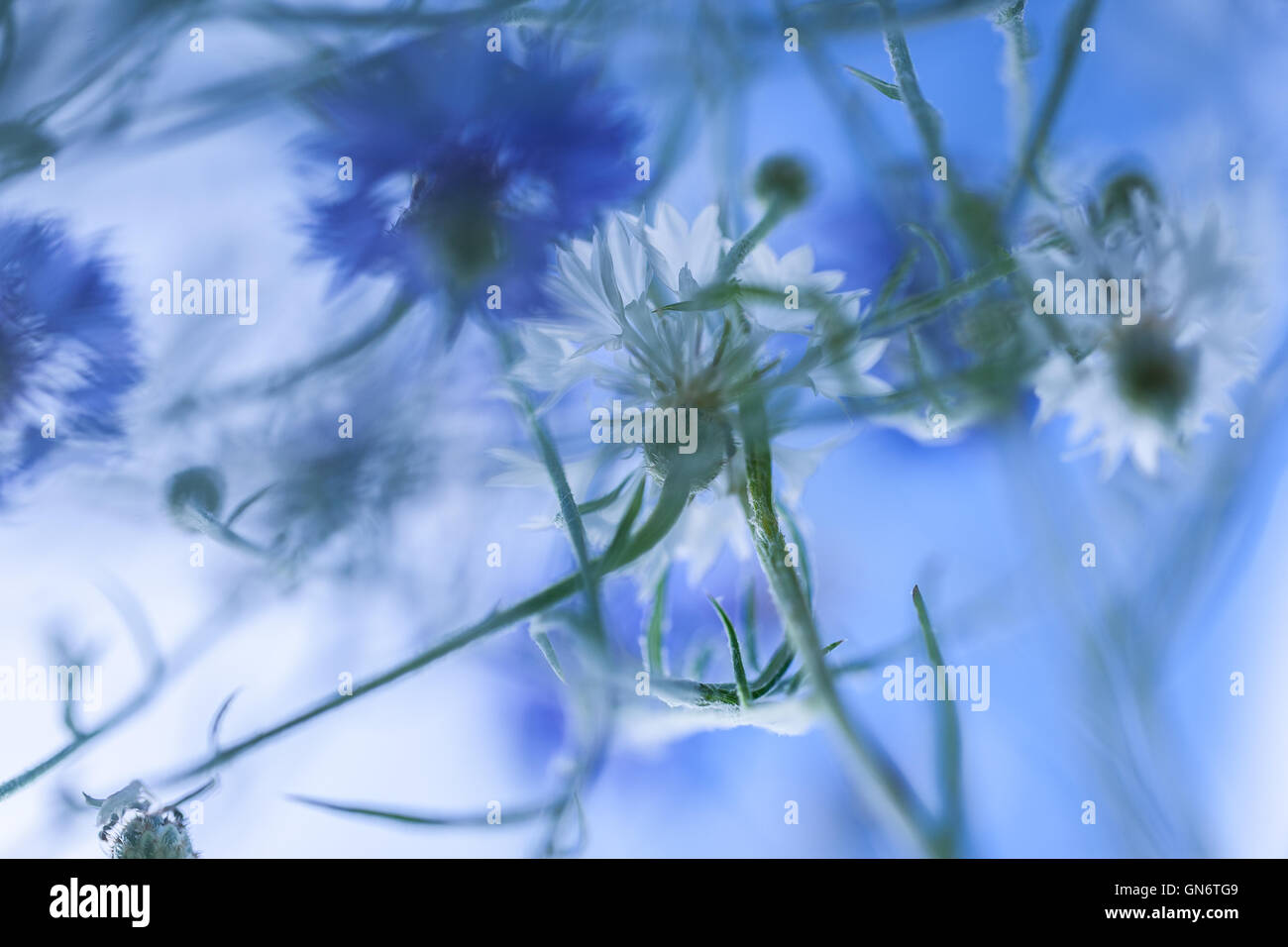 Wilde Zichorie Blume auf Hintergrund des Himmels Stockfoto