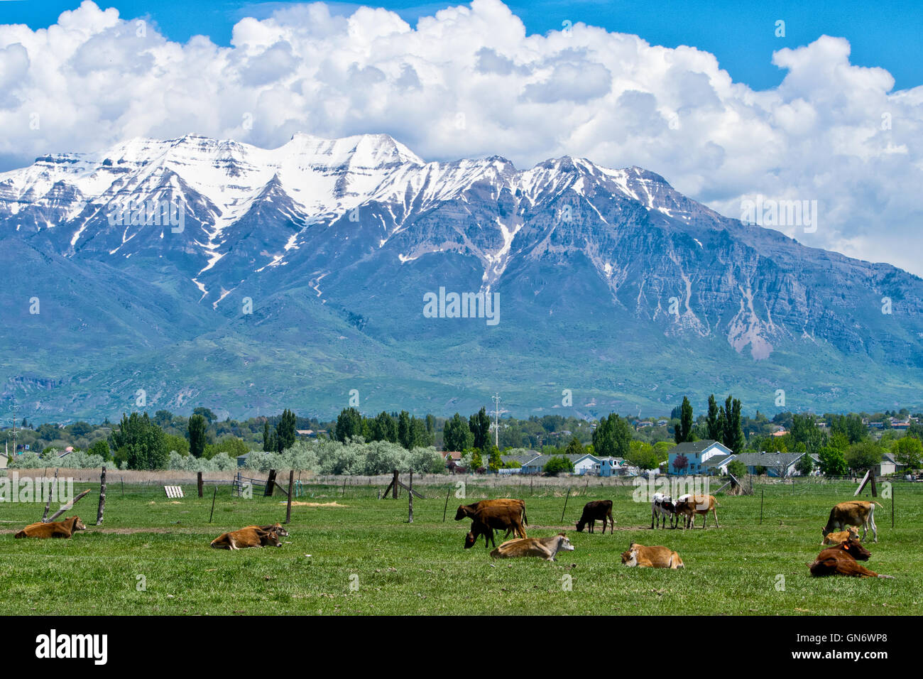 Ranch in Utah mit Kühen und Berge Stockfoto