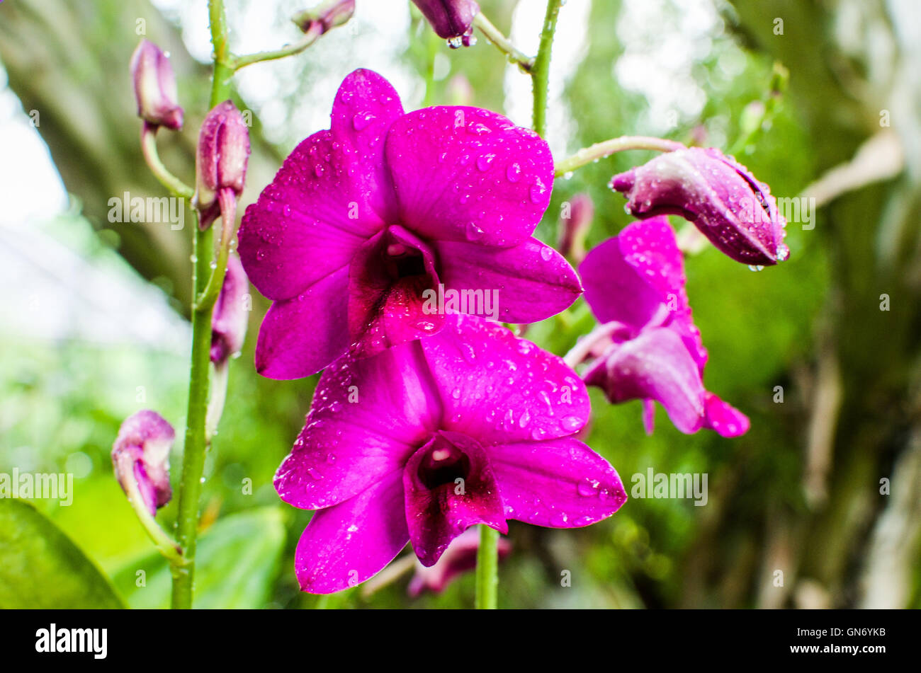 Nahaufnahme von Orchidee blüht in berühmten Singapur Botanischer Garten Stockfoto