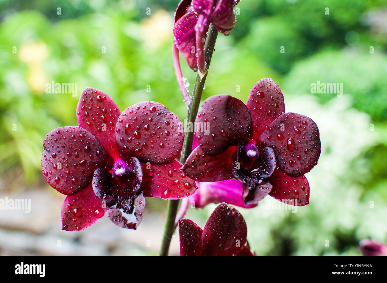 Nahaufnahme von Orchidee blüht in berühmten Singapur Botanischer Garten Stockfoto