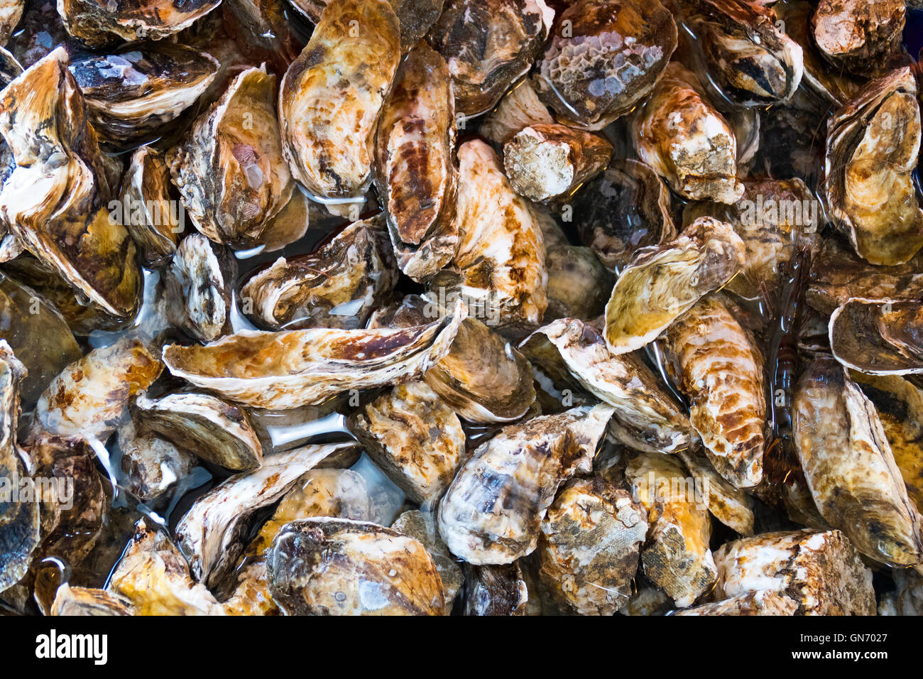 Große Mengen an Austern Stockfoto