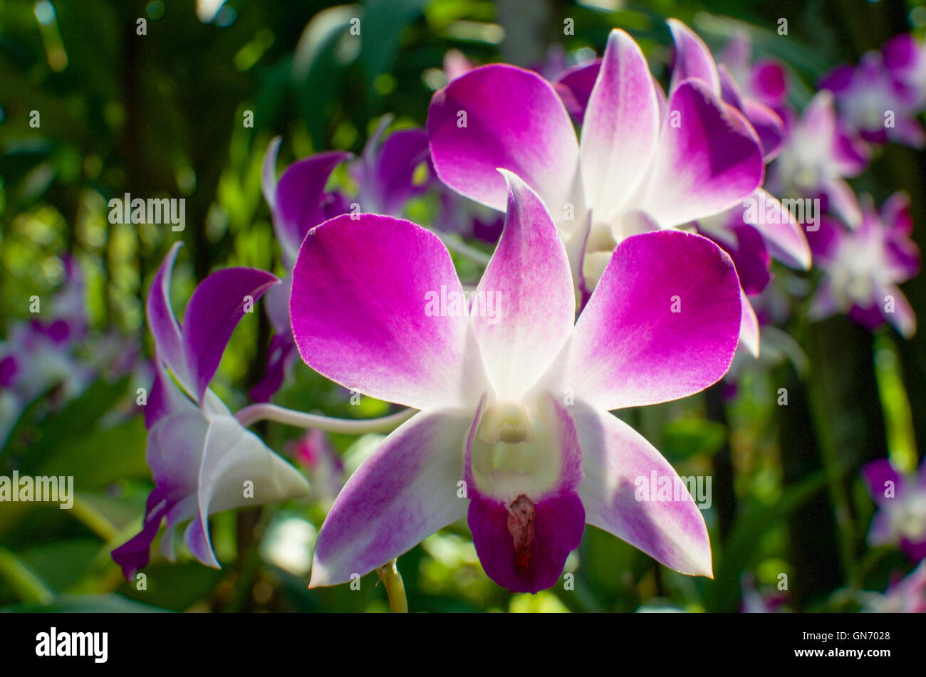 Nahaufnahme von Orchidee blüht in berühmten Singapur Botanischer Garten Stockfoto