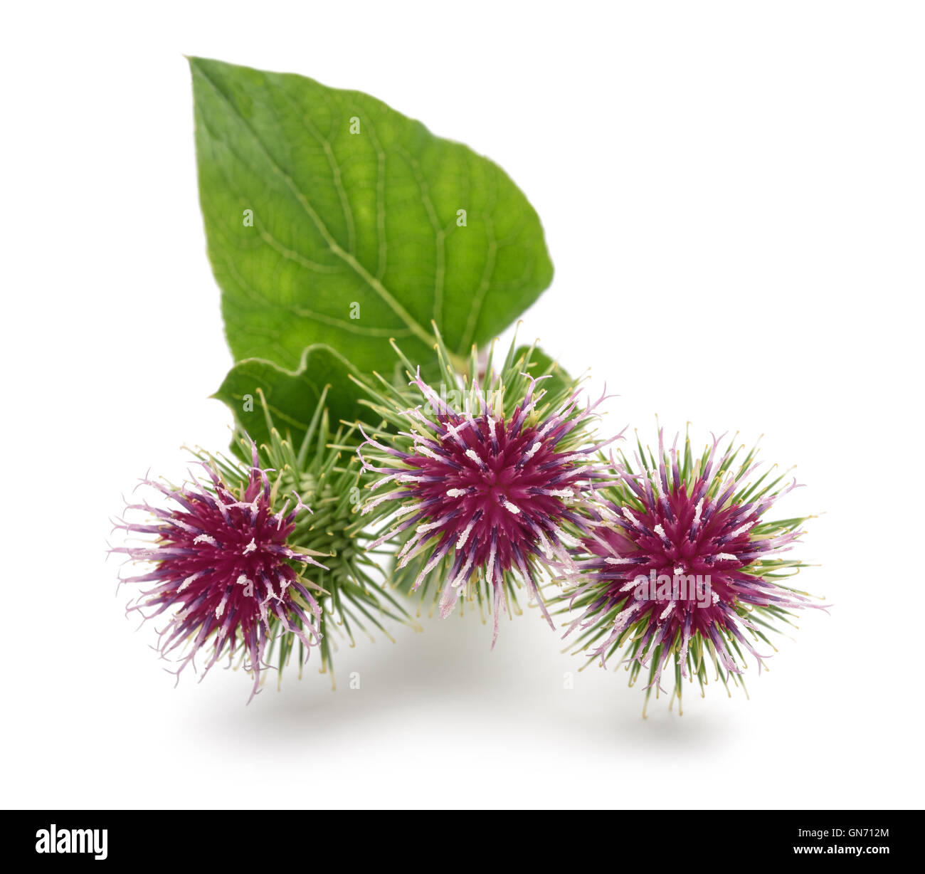 Klette Blumen isoliert auf weißem Hintergrund Stockfoto