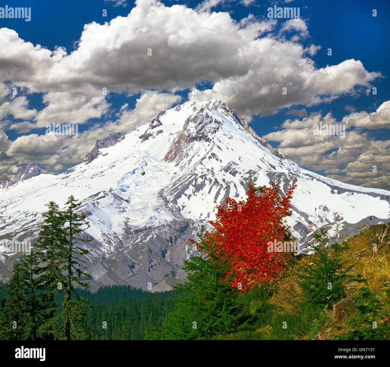 Rebe Ahorn und Mount Hood, höchste Berg in Oregon, westlich von Portland. Stockfoto