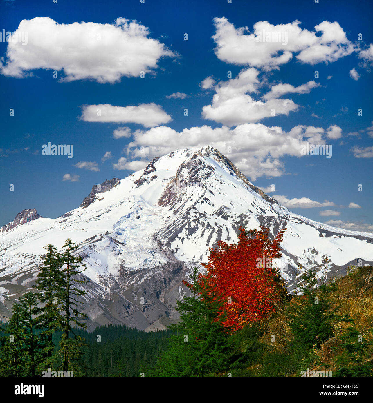 Rebe Ahorn und Mount Hood, höchste Berg in Oregon, westlich von Portland. Stockfoto