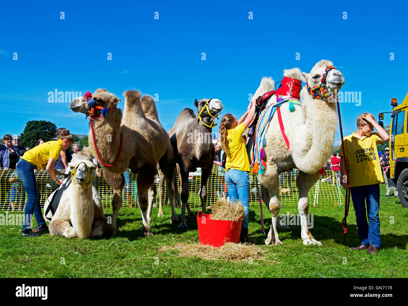 Kamele, die präparierte Reeth Show, Swaledale, Yorkshire Dales National Park, North Yorkshire, England UK Stockfoto