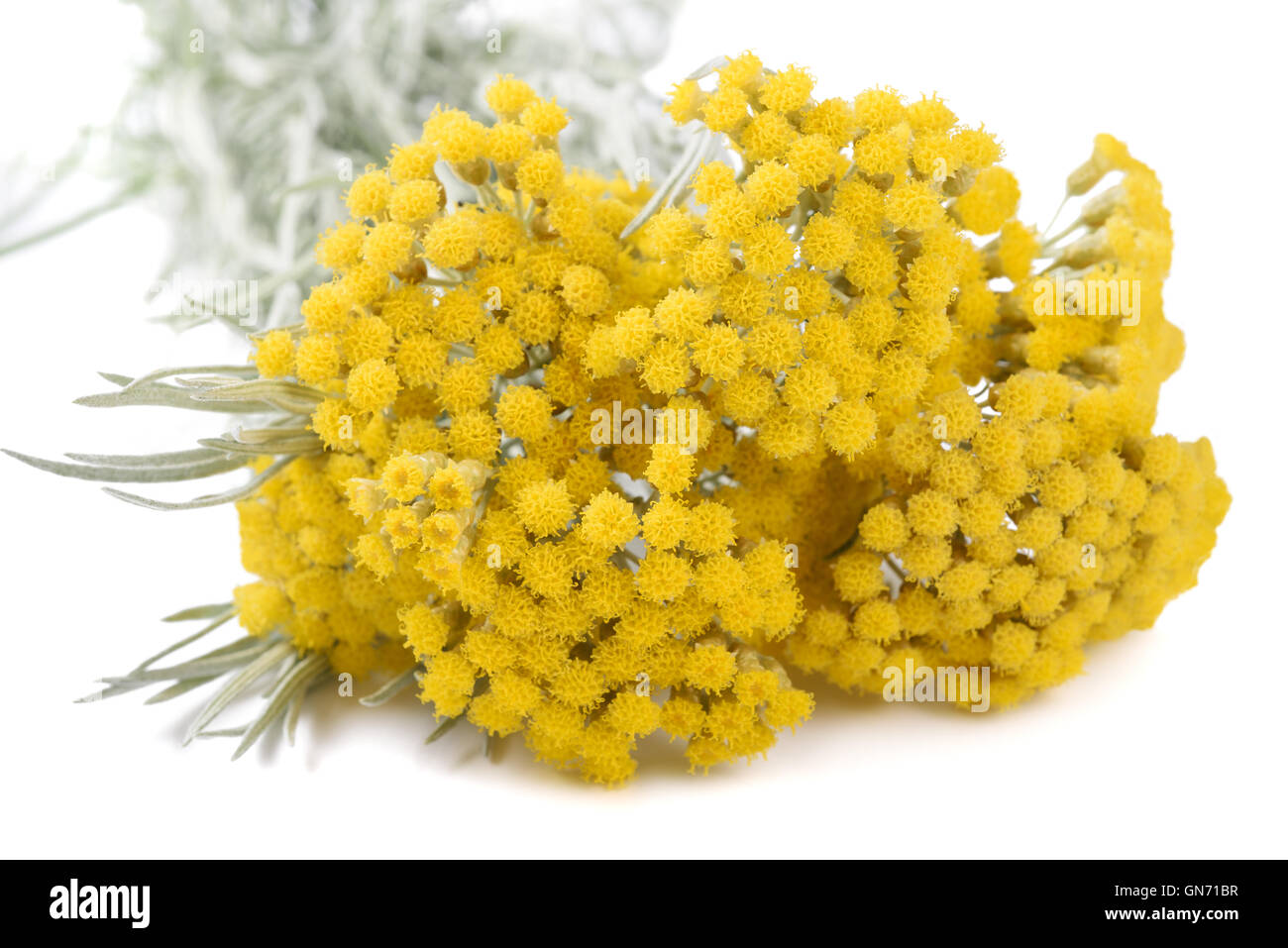 Helichrysum Blumen isoliert auf weißem Hintergrund Stockfoto