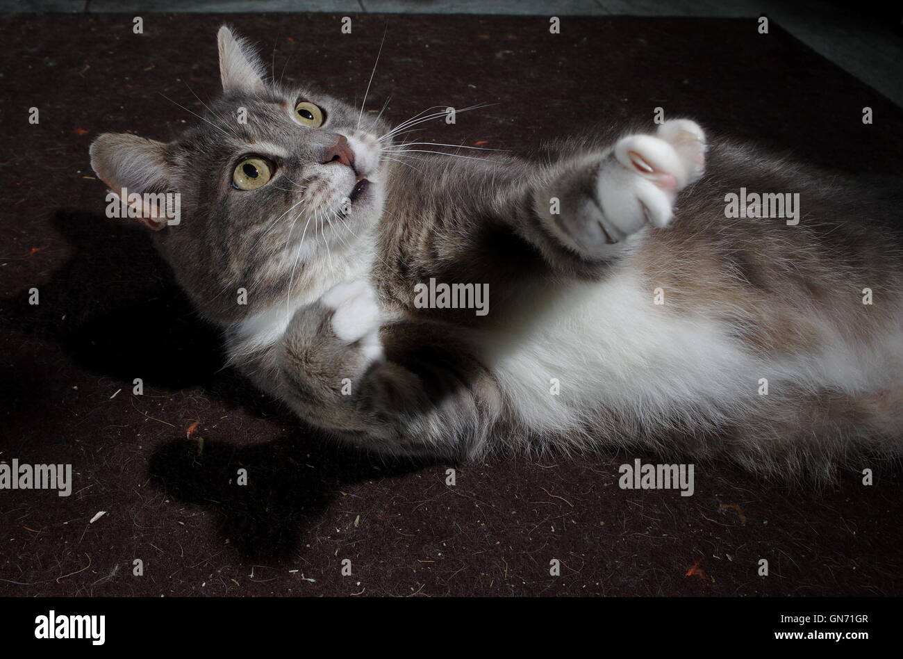 Überrascht, Katze Stockfoto