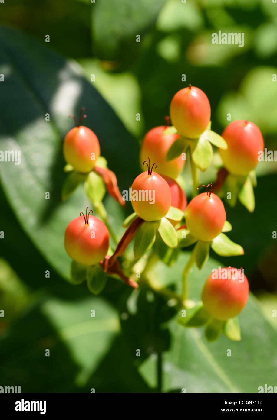 Beeren von einer Johanniskraut (Hypericum) Stockfoto