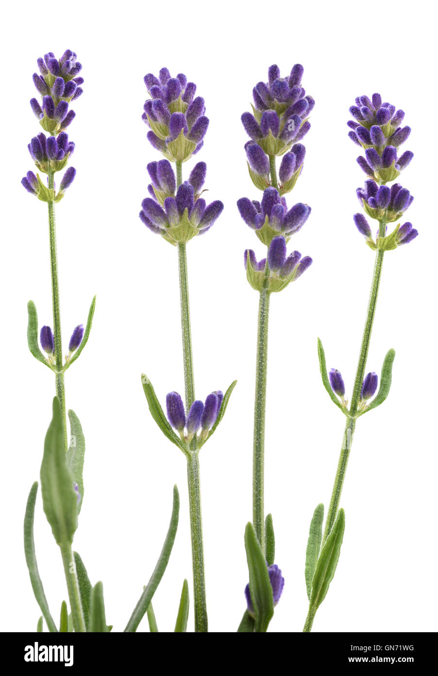 Lavendel Blumen isoliert auf weiss Stockfoto