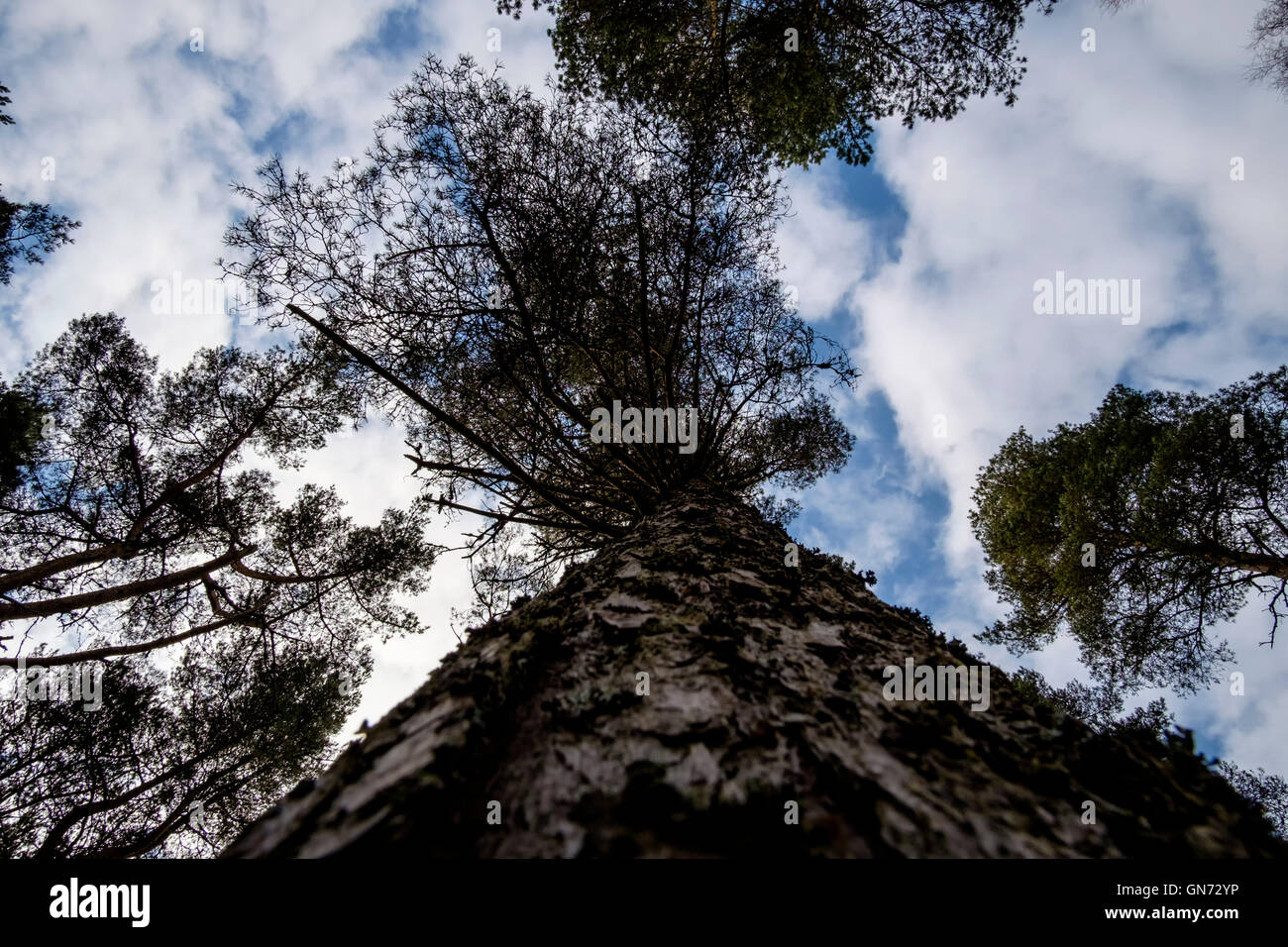 Anderen Perspektive eines Baumes. Blätter und Zweige zu einem blauen Himmel mit Blick nach oben entlang der rauen Stamm von einem hohen Baum durch Stockfoto