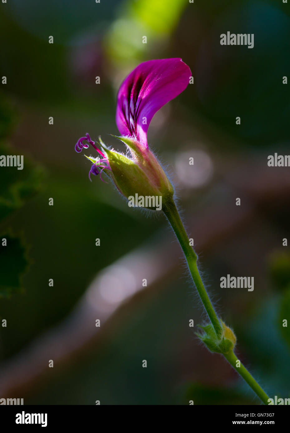 Zusammenfassung Hintergrund blühende Blume Garten sitzen Stockfoto