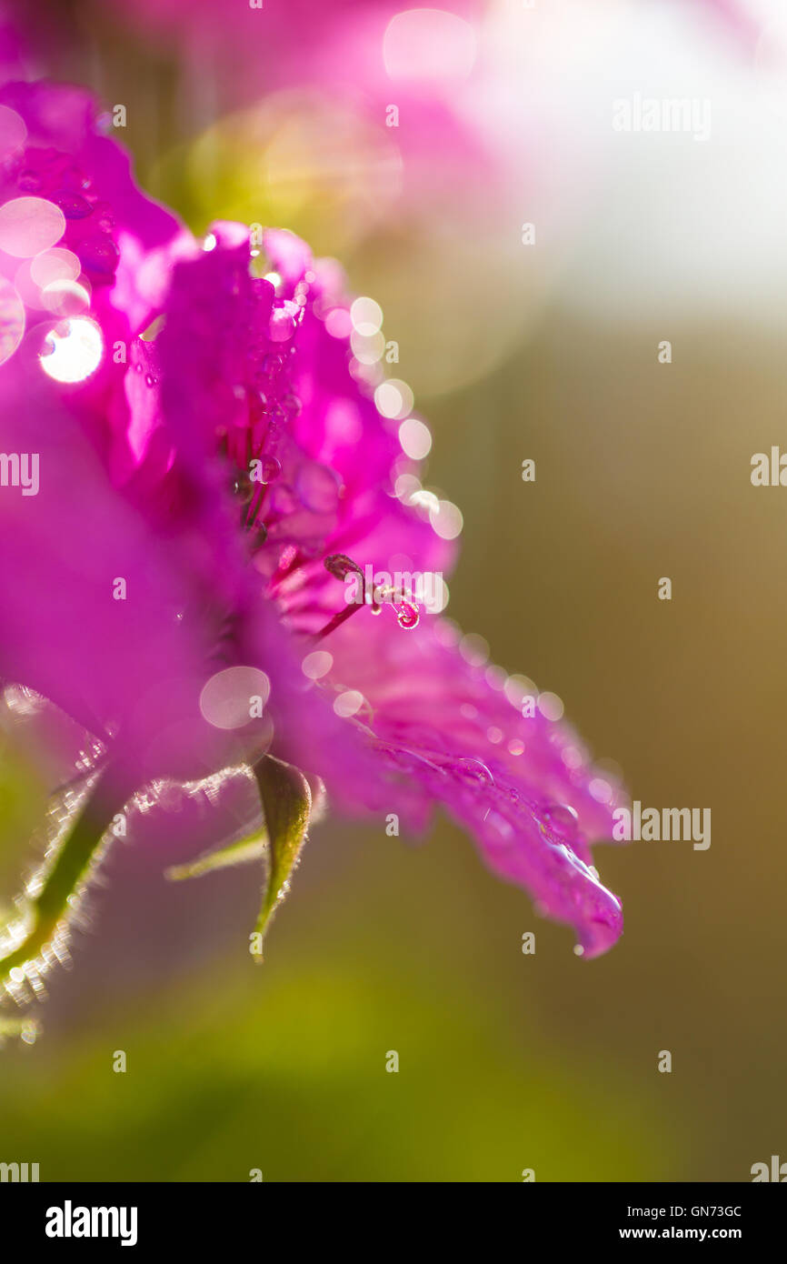Zusammenfassung Hintergrund rosa Blume Blütenblätter closeup Stockfoto