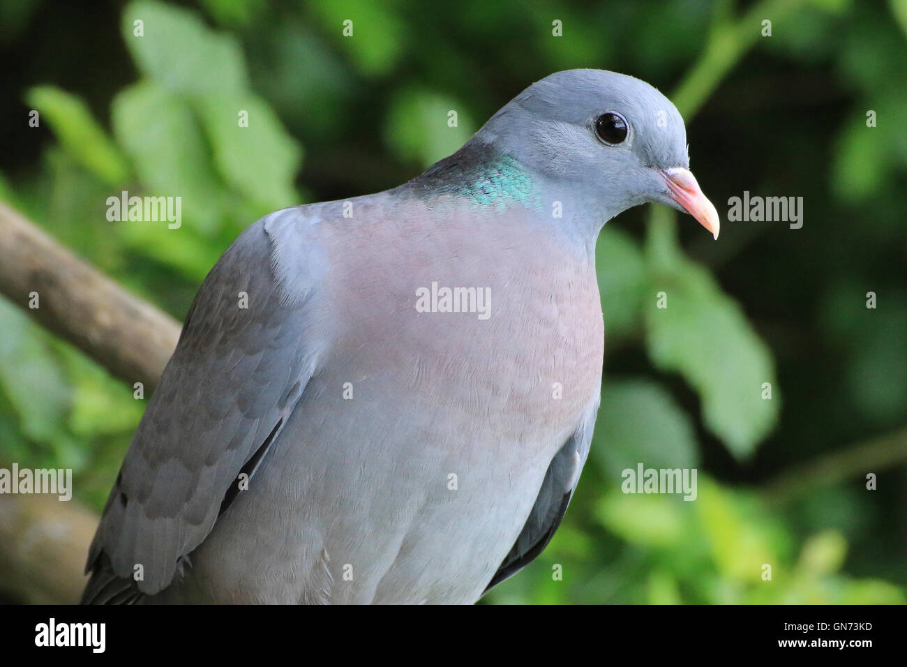 Profil von Hohltaube (Columba Oenas) Stockfoto