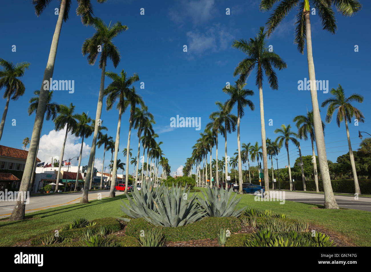 LINIEN VON HOHEN PALMEN BÄUME ROYAL POINCIANA WEG PALM BEACH FLORIDA VEREINIGTE STAATEN Stockfoto