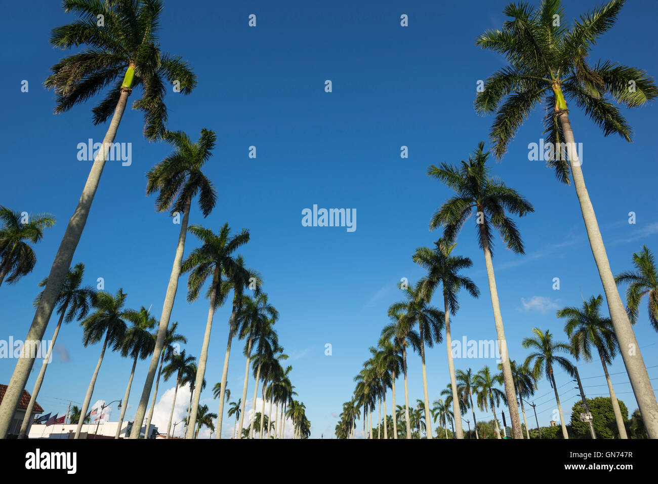 LINIEN VON HOHEN PALMEN BÄUME ROYAL POINCIANA WEG PALM BEACH FLORIDA VEREINIGTE STAATEN Stockfoto