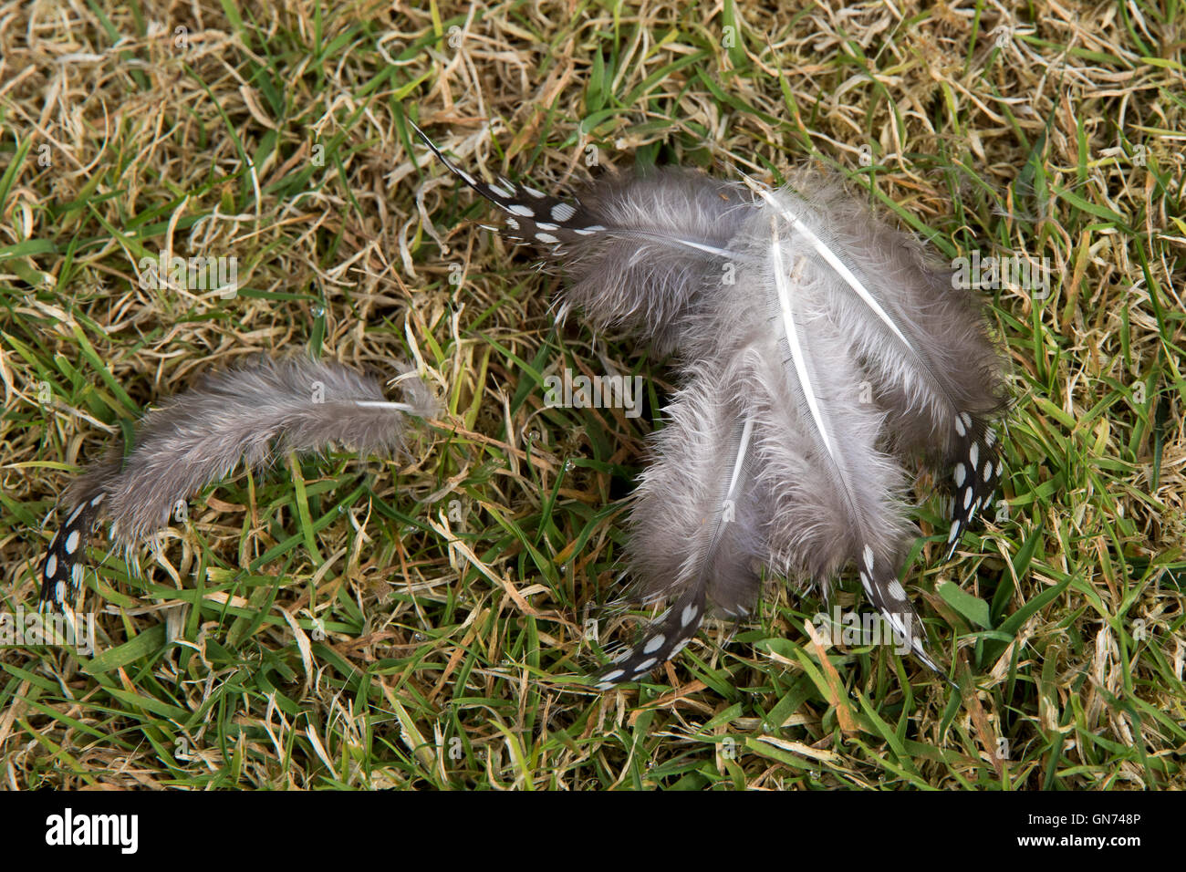 Gesprenkelt grau Dschungel Geflügel Federn Schuppen auf dem Rasen Stockfoto