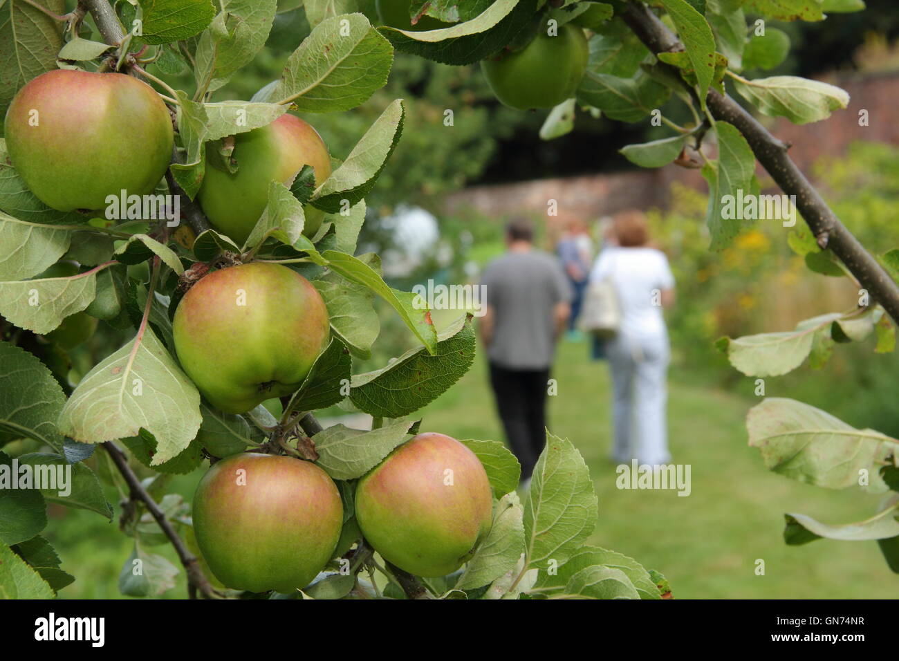 Weiße Melrose Äpfel wachsen in einem englischen Obstgarten während einer Veranstaltung Tag der offenen Tür, UK - Sommer Stockfoto