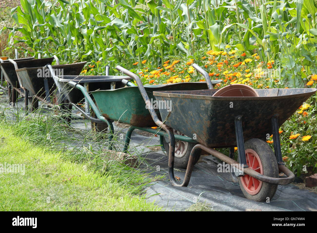 Schubkarren in einem organischen Gemüsegarten von Zuckermais und Ringelblume (Calendula) Begleiter Pflanzen verwendet, um Schädlinge abzuschrecken eingemauert Stockfoto