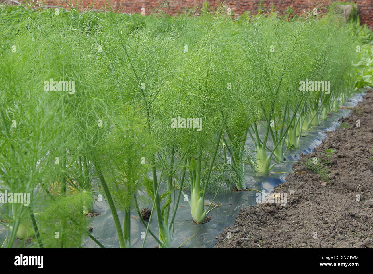 Reihen von Fenchel wächst mit Hilfe von schwarzen Mulch Folie in einem Biogarten, UK Stockfoto