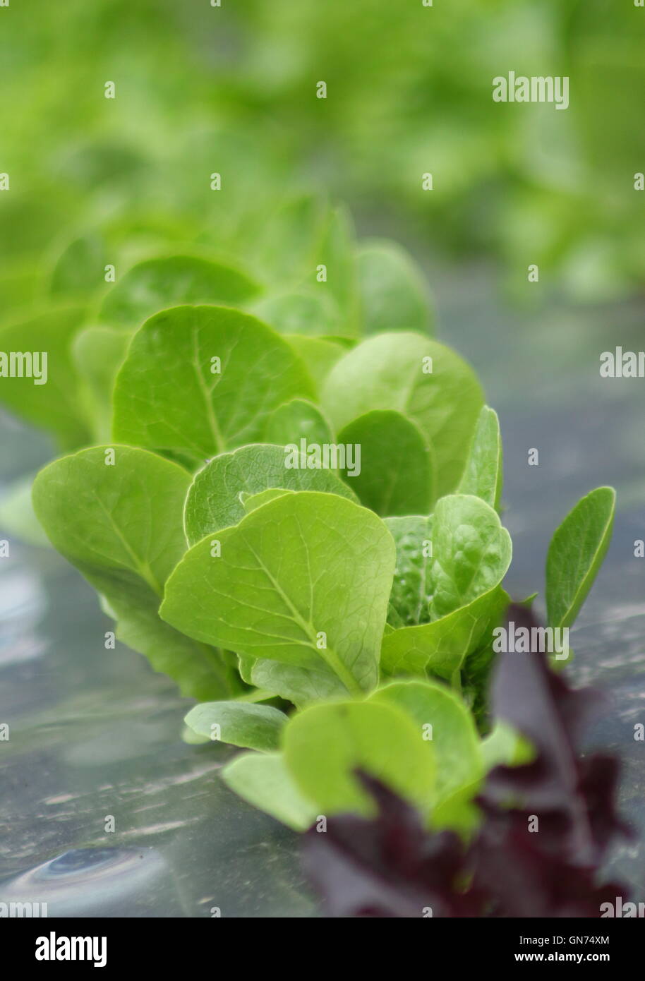 Salatblätter angebaut mit einer organischen Gartenarbeit Technik mit schwarzen Mulch Folie in einem englischen Garten einstellen - Sommer Stockfoto