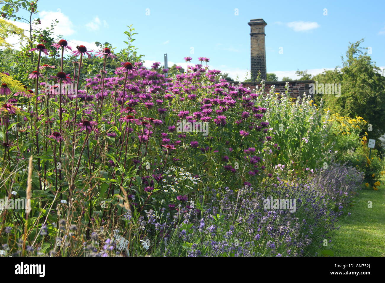 Eine krautige Grenze in voller Blüte an Wortley Hall Walled Garden Tag ein Tag der offenen Tür Veranstaltung, Sheffield, Yorkshire UK - August Stockfoto