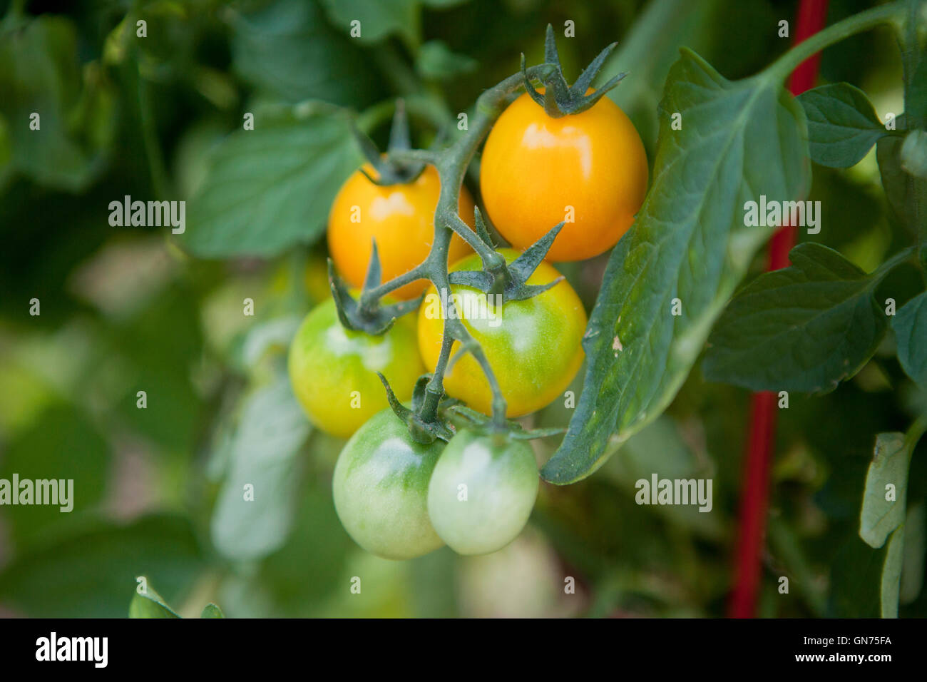 Cherry-Tomaten auf Vine - USA Stockfoto