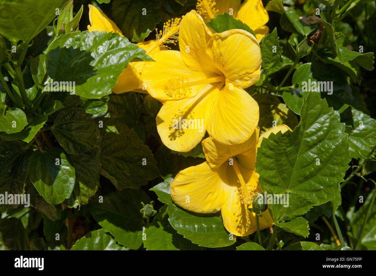 Gelbe Hibiscus brackenridgei Blume - USA Stockfoto