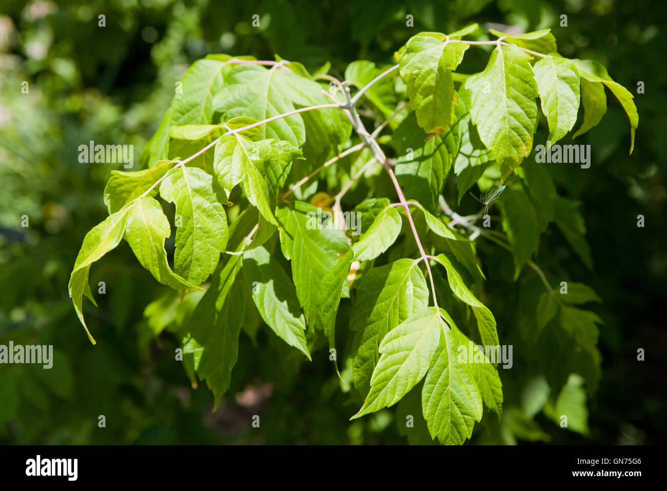 Kellys Gold Box Elder tree (Acer Negundo) - USA Stockfoto