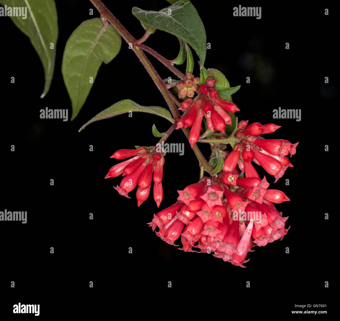 Cluster von roten Blumen & grüne Blätter Cestrum Elegans auf schwarzem Hintergrund, ein invasives Unkrautarten im nördlichen New South Wales Australien Stockfoto