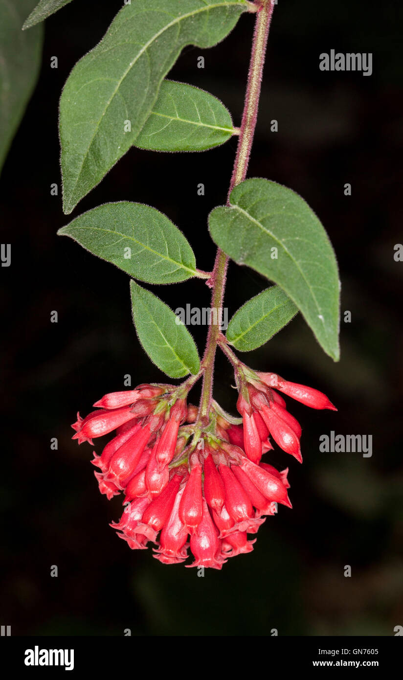 Cluster von roten Blumen & grüne Blätter Cestrum Elegans auf schwarzem Hintergrund, ein invasives Unkrautarten im nördlichen New South Wales Australien Stockfoto