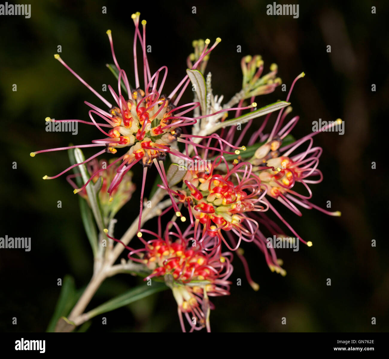 Cluster von atemberaubenden leuchtend rote & gelben Blüten der Grevillea 'Red Sunset', australische einheimische Pflanze auf dunklem Hintergrund Stockfoto