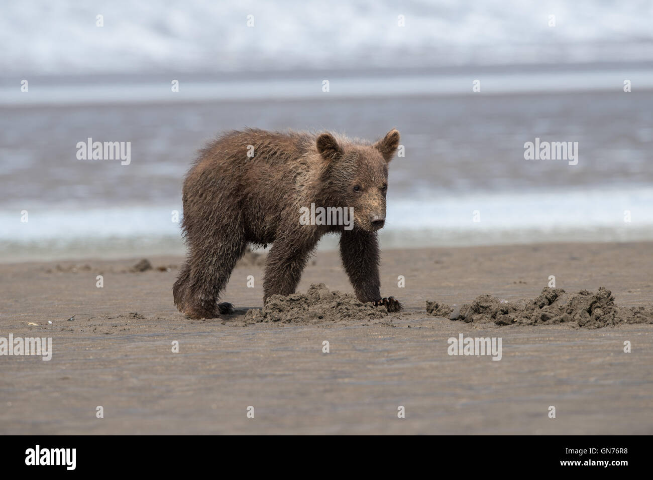 Brown Bear Cub zu Fuß am Strand. Stockfoto