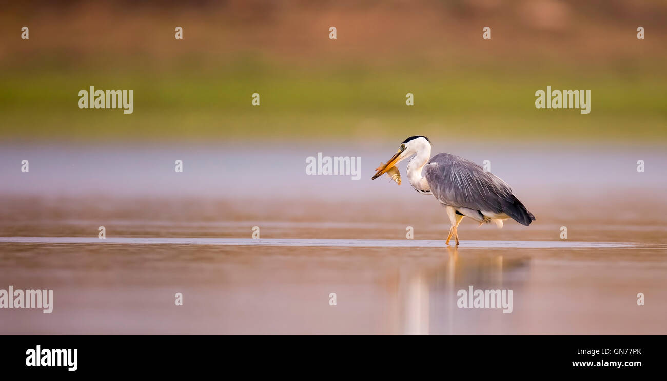 Graue Reiher (Ardea Cinerea) stehen in einem Teich. Dieser große Vogel jagt in Seen, Flüssen und Sümpfen, fangen Fische oder kleine Stockfoto