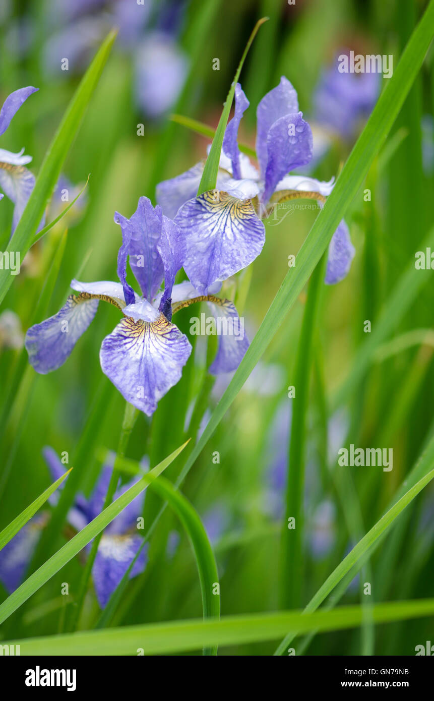 Makroaufnahme von Blumen mit Tageslicht. Stockfoto