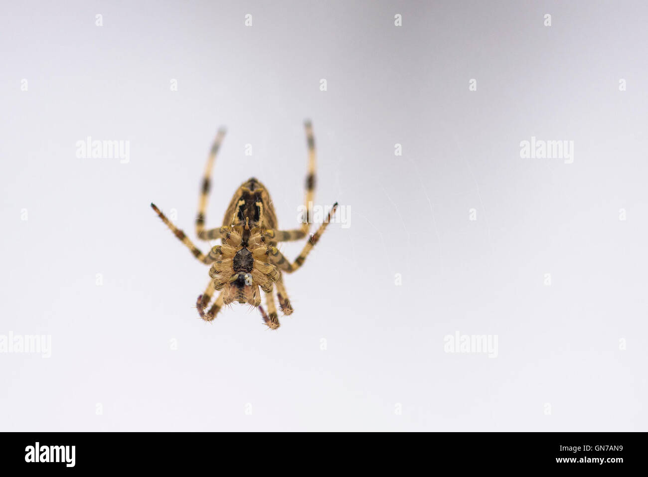 Kreuzspinne (Diadem Spider) Stockfoto