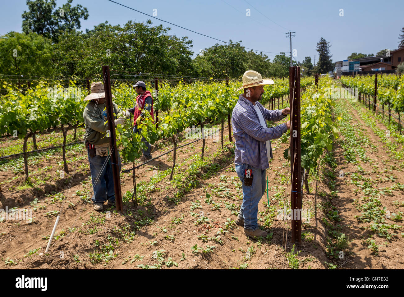 Weingut, Weinberg Arbeiter, aufbinden Weinreben, beschneiden Weinreben, Robert Biale Weinberge, große Ranch Road, Napa, Napa Valley, Kalifornien Stockfoto