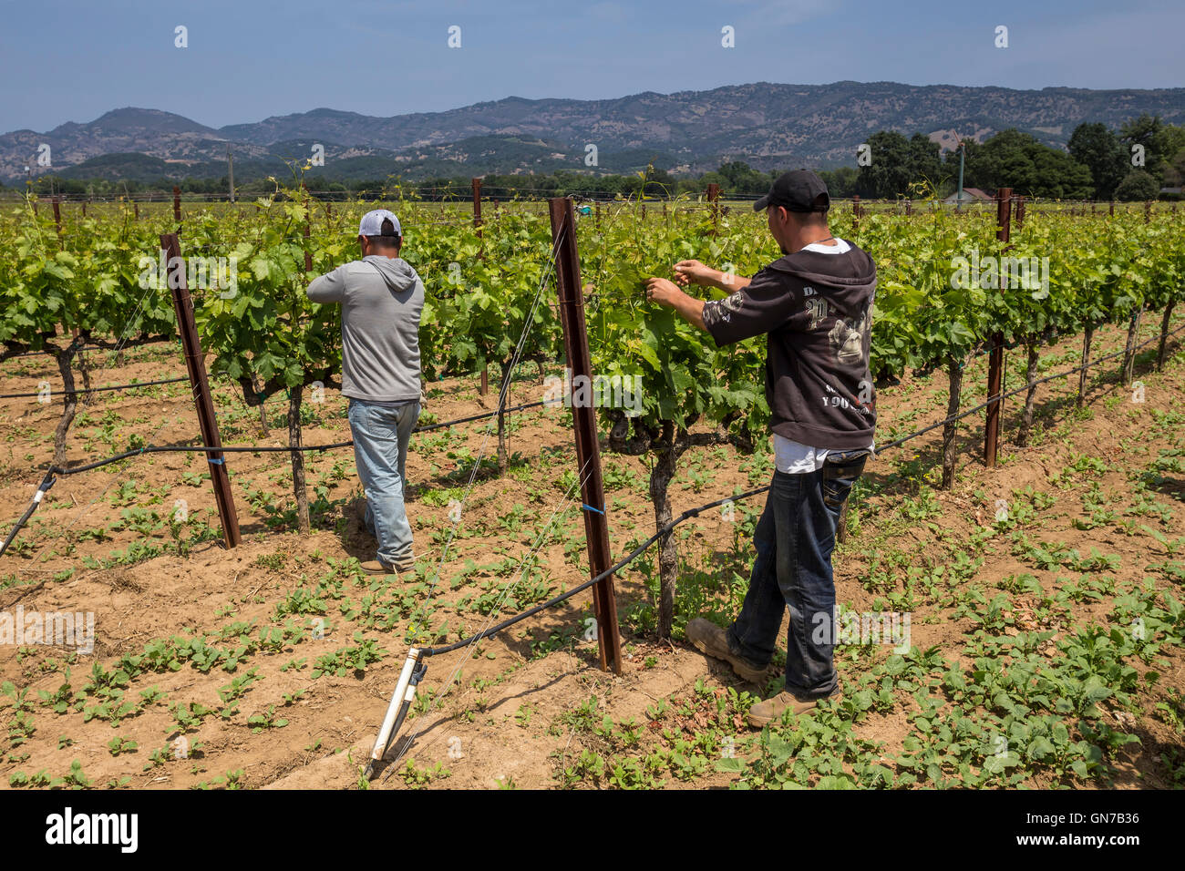 Weingut, Weinberg Arbeiter, aufbinden Weinreben, beschneiden Weinreben, Robert Biale Weinberge, große Ranch Road, Napa, Napa Valley, Kalifornien Stockfoto