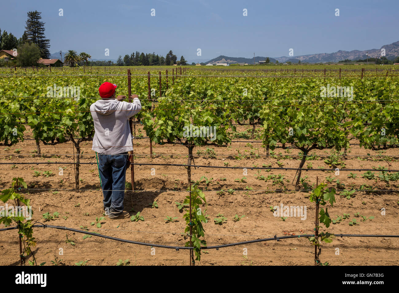 Weingut, Weinberg Arbeiter, aufbinden Weinreben, beschneiden Weinreben, Robert Biale Weinberge, große Ranch Road, Napa, Napa Valley, Kalifornien Stockfoto